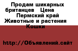 Продам шикарных британцев › Цена ­ 2-4 - Пермский край Животные и растения » Кошки   